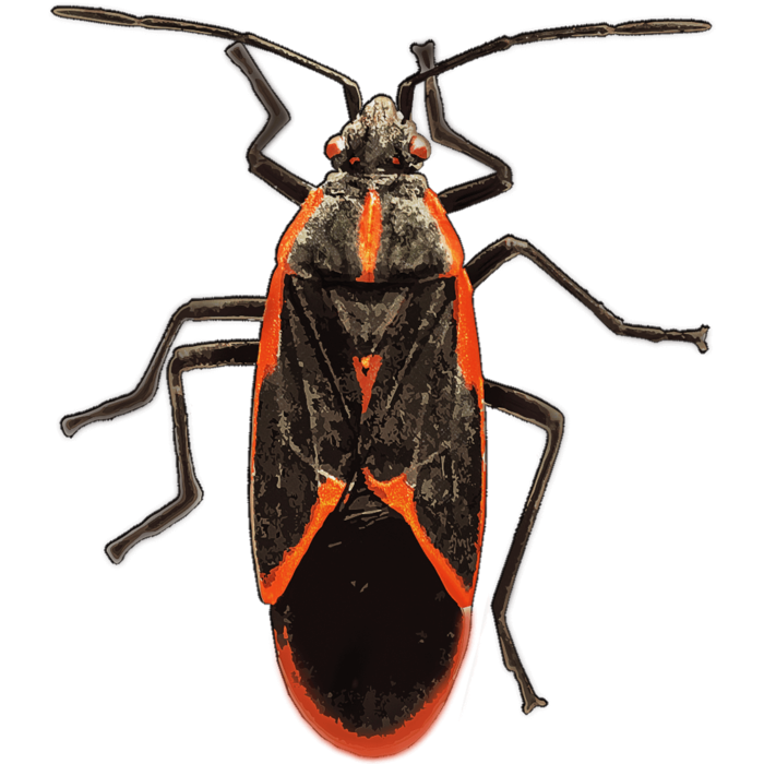 Box Elder Bugs Xterminate